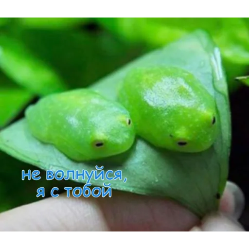 Стикер Алисаэточто - 6