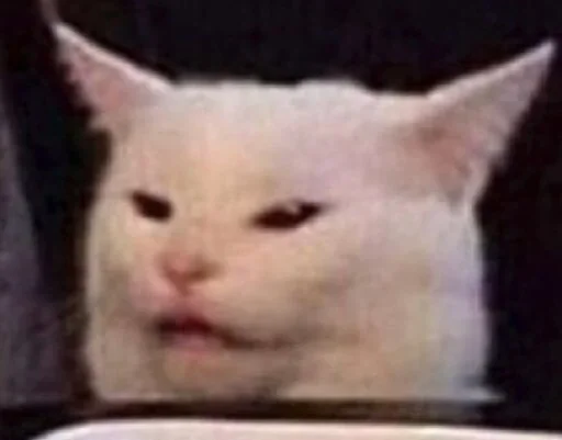 млекопитающее животное кошка