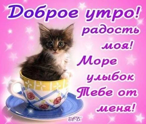 животное кошки малого и среднего размера млекопитающее