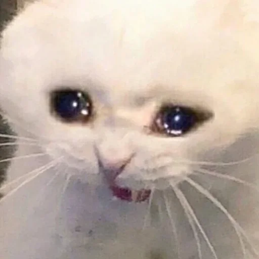 млекопитающее животное кошка