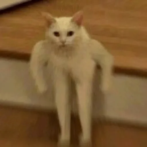 млекопитающее животное кошка