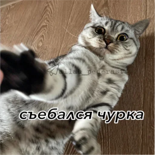 животное млекопитающее кошка