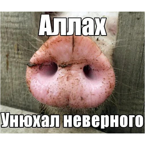 СМС орган животное