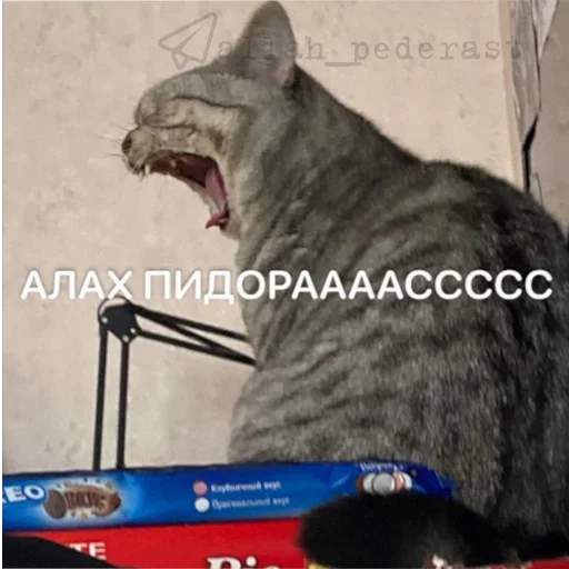 кошки малого и среднего размера СМС кошачьи