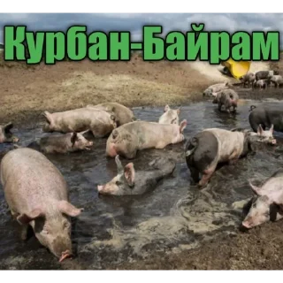 животное млекопитающее свинья