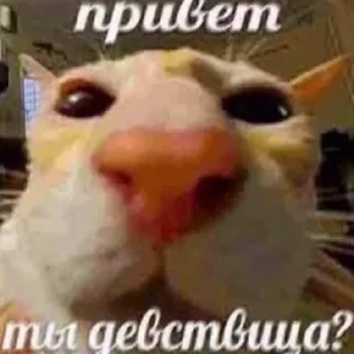 Стикер 🐽🍆@indumpkrutoi1488 - 3