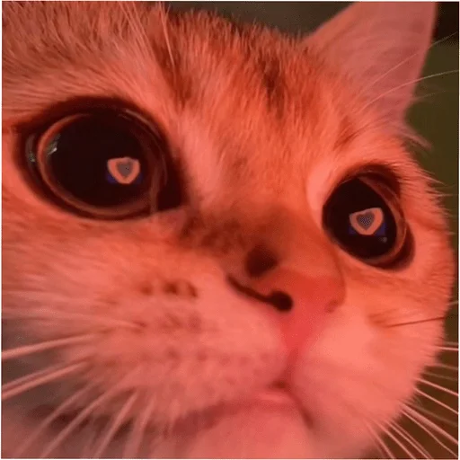 Стикер allinnOchkaa - 1