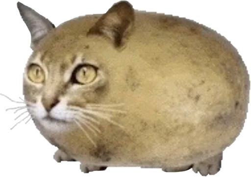 Стикер всякие жмыхи @allzhmykh - 10