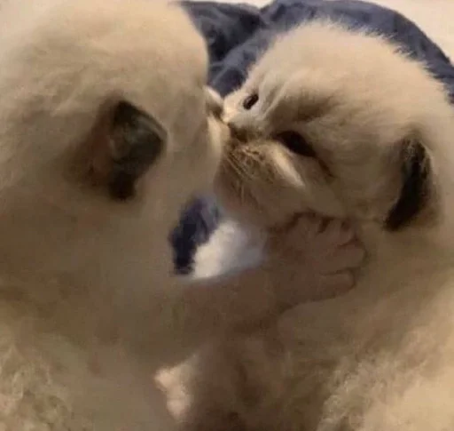 Стикер amaadilyy :: @fStikBot - 7