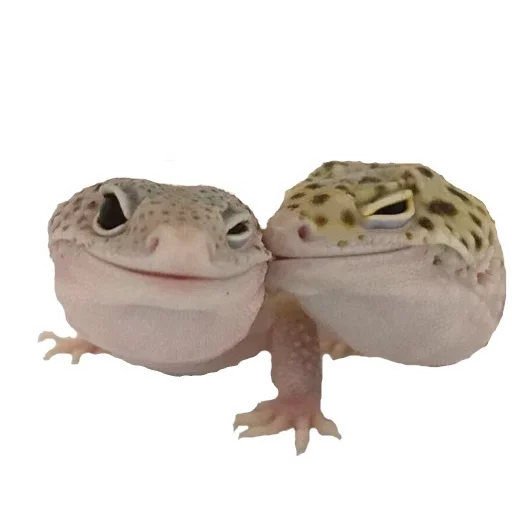 animal reptile amphibian