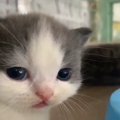 Стикер kh :/ - @amirMS19 - (3) - 5