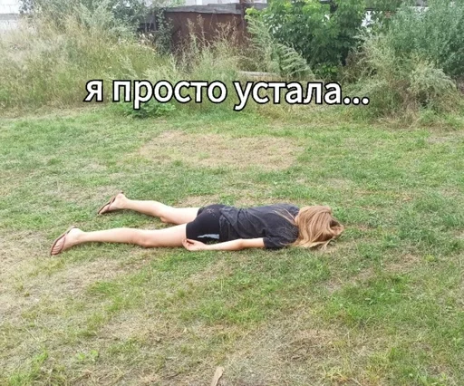 outdoor mammal laying