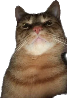 Стикер айфон ебёт - 7