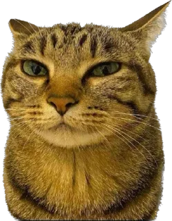 Стикер айфон ебёт - 11