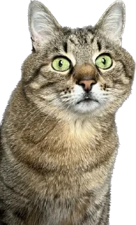 Стикер айфон ебёт - 0