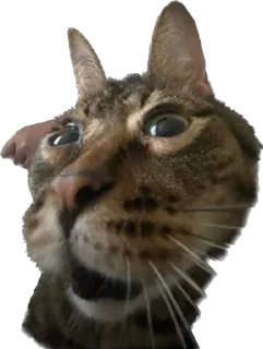 Стикер айфон ебёт - 1