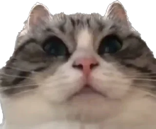 Стикер айфон ебёт - 9