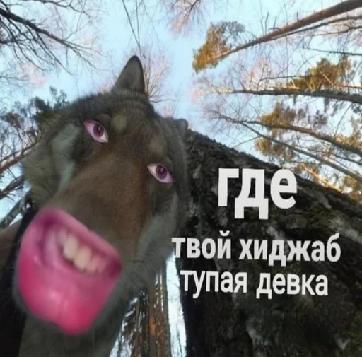 собака дерево млекопитающее