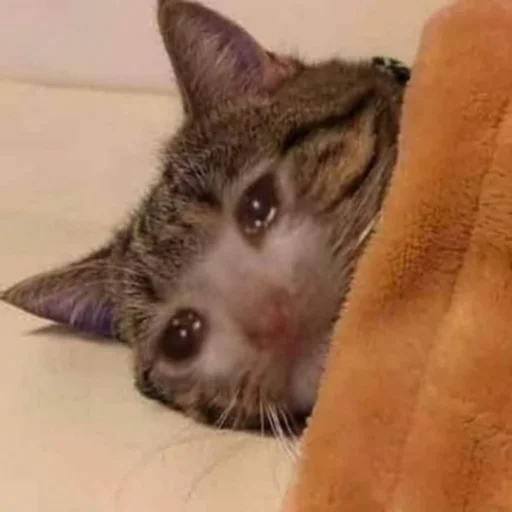 animal mammal small to medium-sized cats