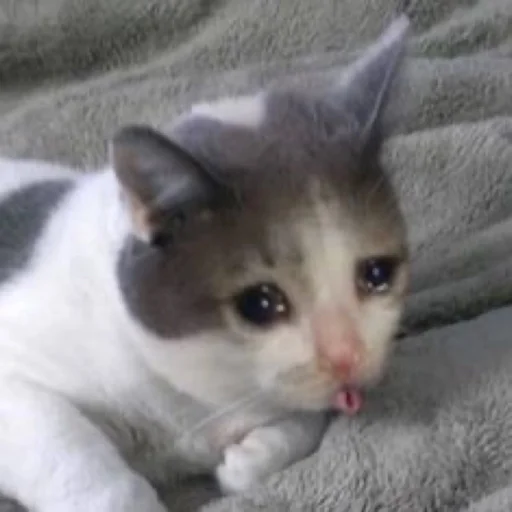 млекопитающее животное кошка