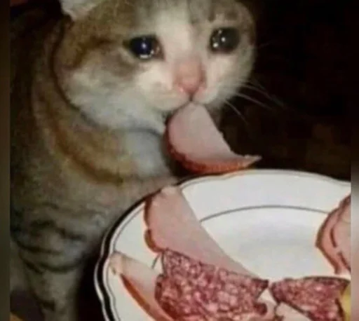 mammal animal felidae