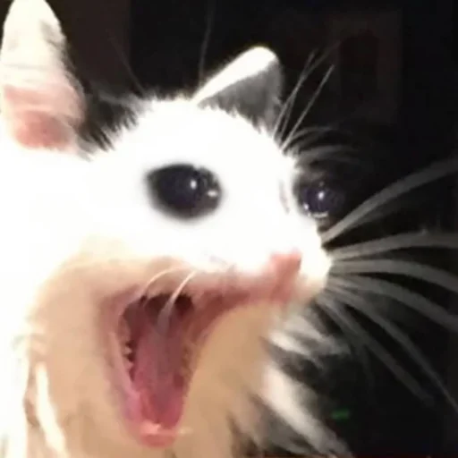 animal mammal whiskers