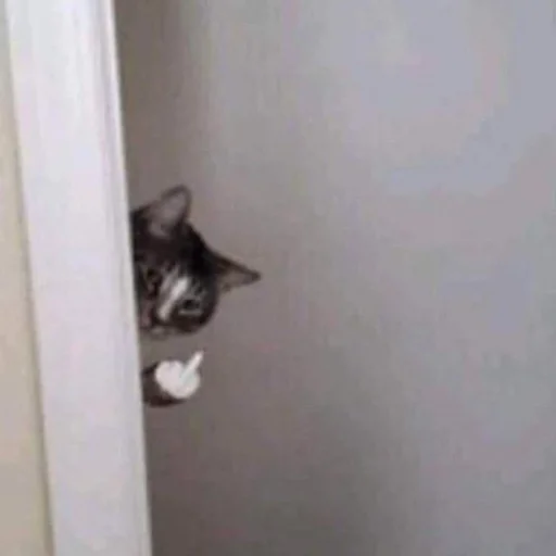 wall indoor small to medium-sized cats