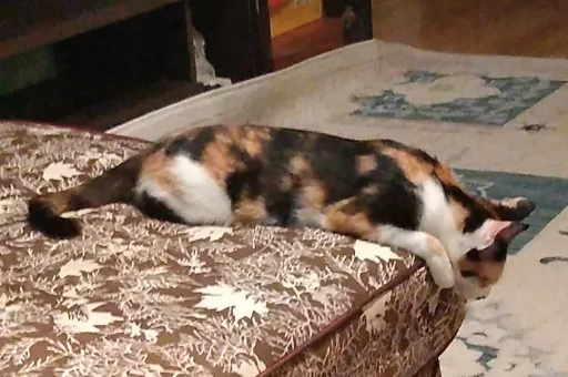 small to medium-sized cats indoor felidae