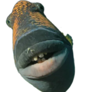 Стикер НЕ ПЕРЕХОДИ 💀 @St1ker_TV - 1