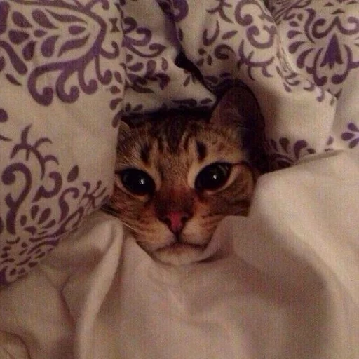 cat animal small to medium-sized cats