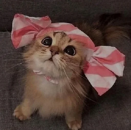 small to medium-sized cats cat felidae