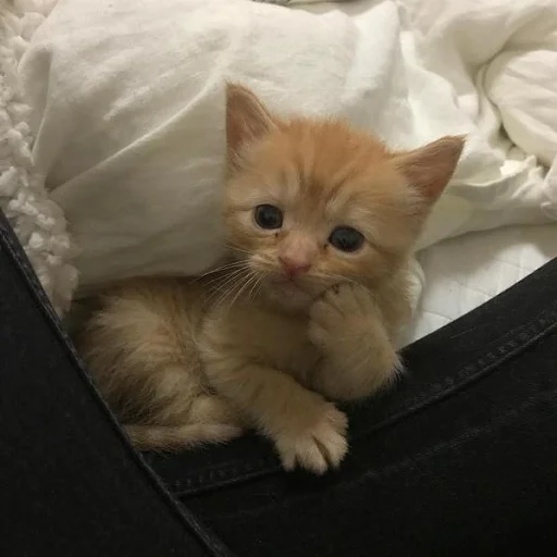 small to medium-sized cats cat domestic cat