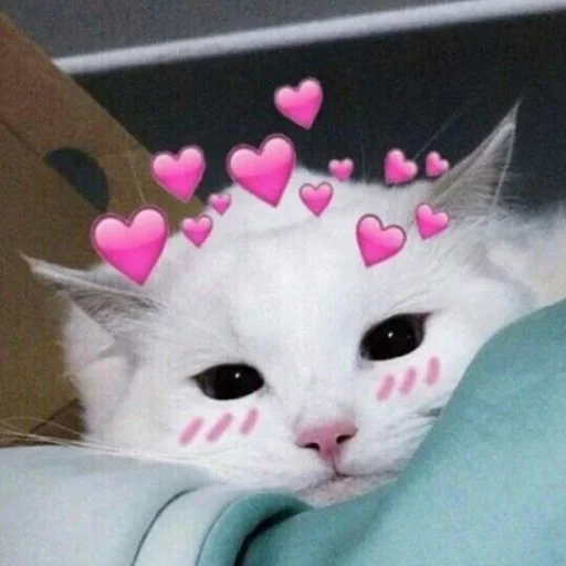 pink small to medium-sized cats mammal