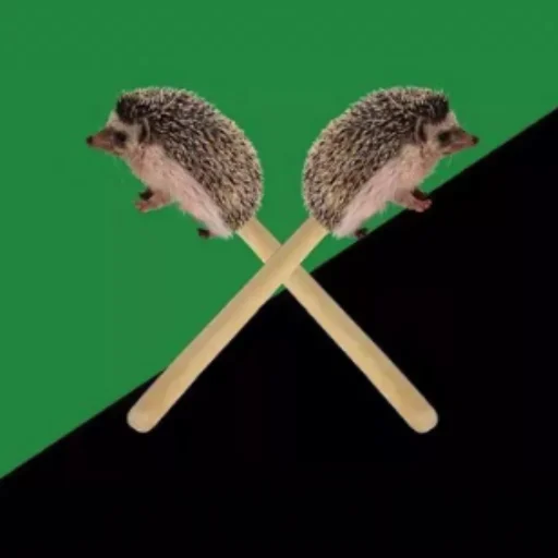 animal hedgehog bird