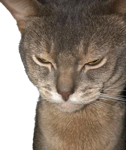 Стикер anadrey - 1