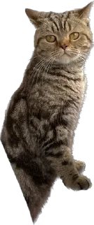 Sticker Юджин и Юша - 0