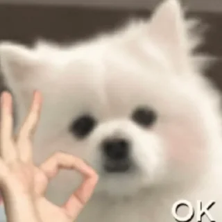 Sticker meme!! | 🐦‍⬛ - 1