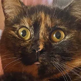 Стикер Anastasia’s mood - 4