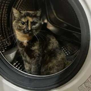 Стикер Anastasia’s mood - 11