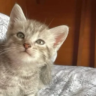 Стикер Anastasia’s mood - 7