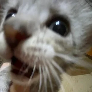 Стикер Anastasia’s mood - 6