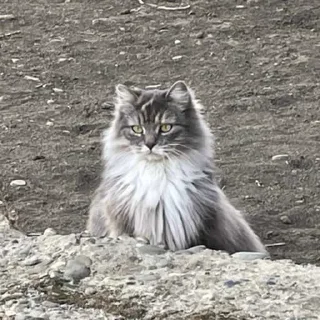 Стикер Anastasia’s mood - 1