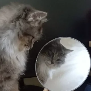 Стикер Anastasia’s mood - 8