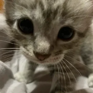 Стикер Anastasia’s mood - 3