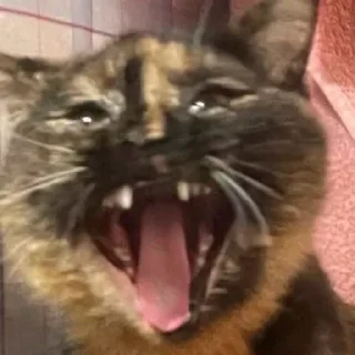 Стикер Anastasia’s mood - 10