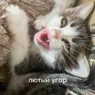 Стикер Anastasia’s mood - 9