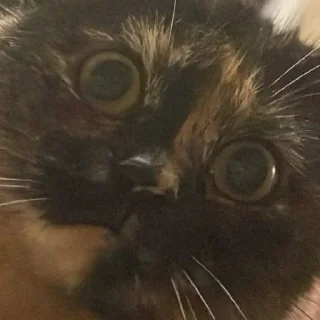 Стикер Anastasia’s mood - 0