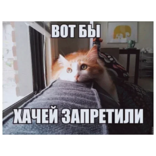 domestic cat small to medium-sized cats animal