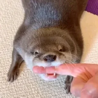 Стикер выдрочки - 2