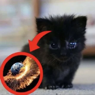 Sticker @fuckaneki - 5